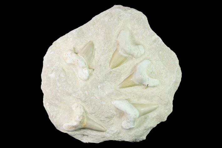 Fossil Mackerel Shark (Otodus) Teeth - Remounted On Rock #138509